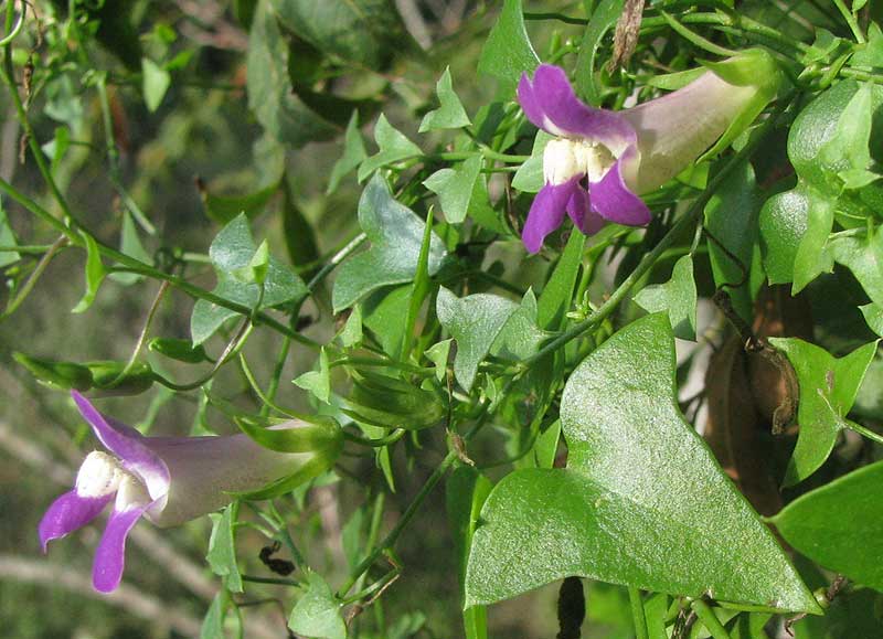 Snapdragon Vine,  MAURANDYA ANTIRRHINIFLORA