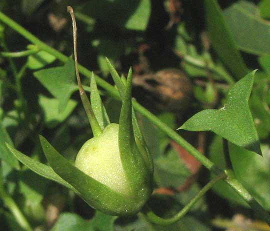 Snapdragon Vine,  MAURANDYA ANTIRRHINIFLORA, fruit