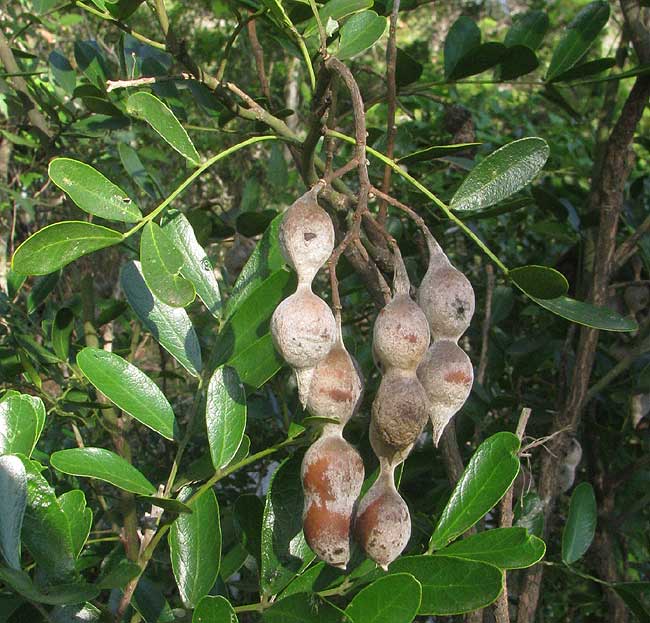 Mescalbean, SOPHORA SECUNDIFLORA, leaves and fruits