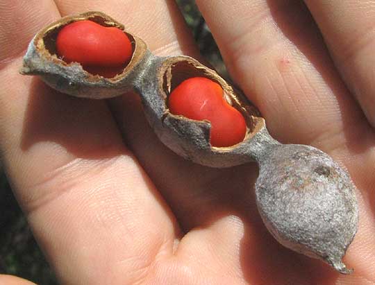 Mescalbean, SOPHORA SECUNDIFLORA, pod opened to show red seeds