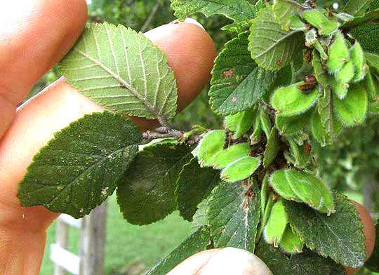 Cedar Elm, ULMUS CRASSIFOLIA, leaves and fruits