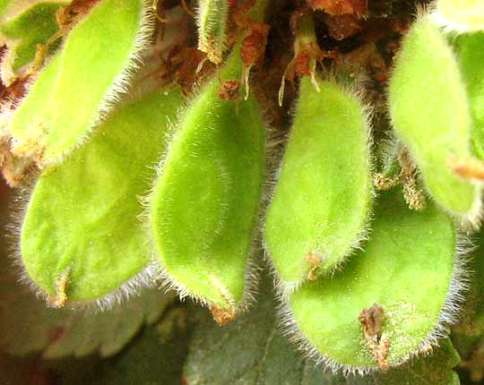 Cedar Elm, ULMUS CRASSIFOLIA, samara fruits