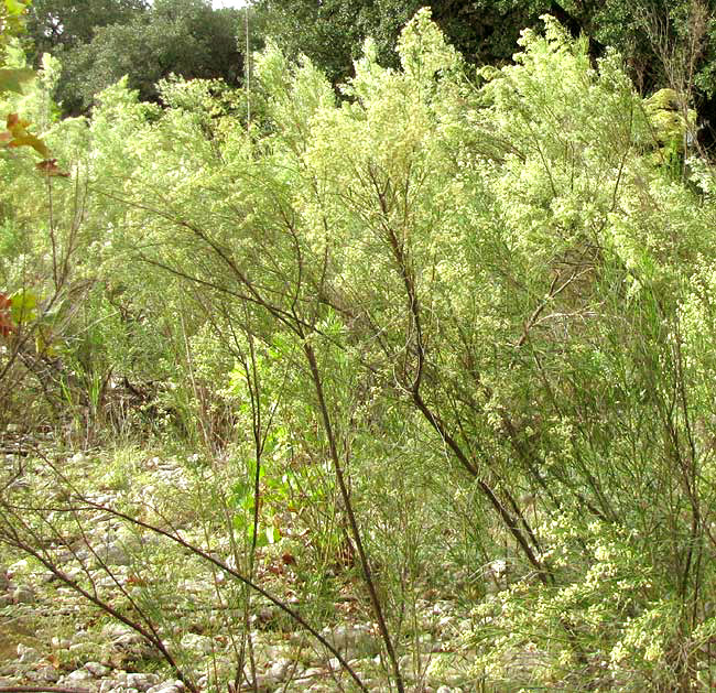 Roosevelt Weed, BACCHARIS NEGLECTA, flowering plants