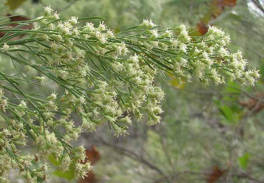 Roosevelt Weed, BACCHARIS NEGLECTA, flowers and leaves