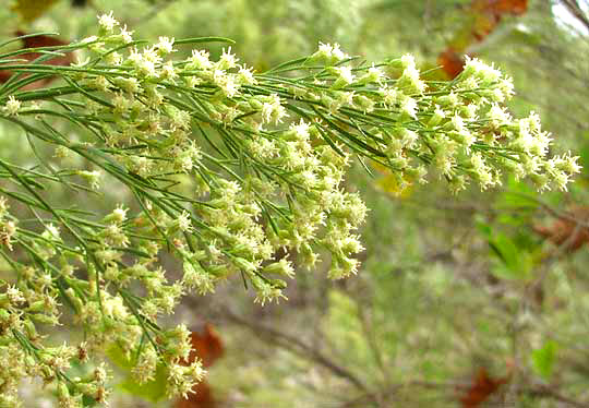 Roosevelt Weed, BACCHARIS NEGLECTA, flowers and leaves