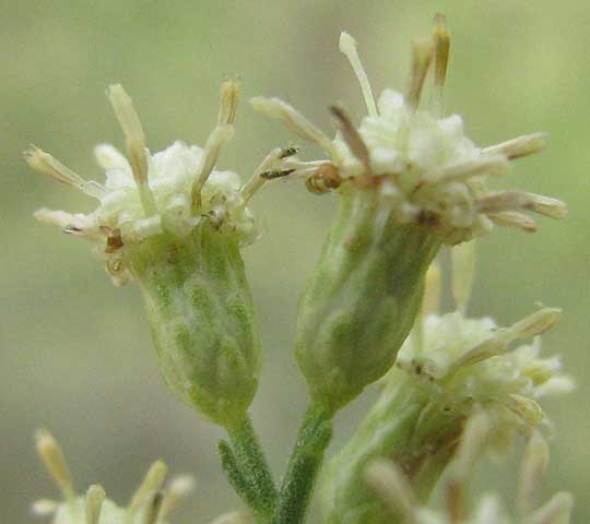 Roosevelt Weed, BACCHARIS NEGLECTA, male flowers