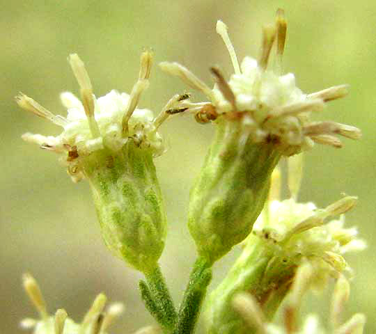 Roosevelt Weed, BACCHARIS NEGLECTA, male flowers