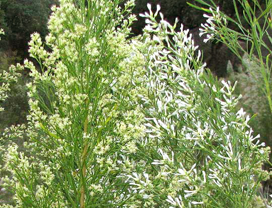 Roosevelt Weed, BACCHARIS NEGLECTA, male branch next to female branch