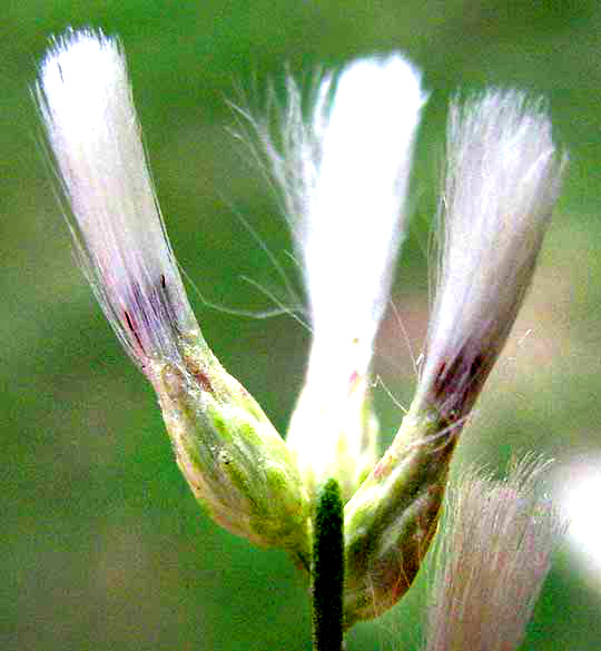 Roosevelt Weed, BACCHARIS NEGLECTA, female flowers