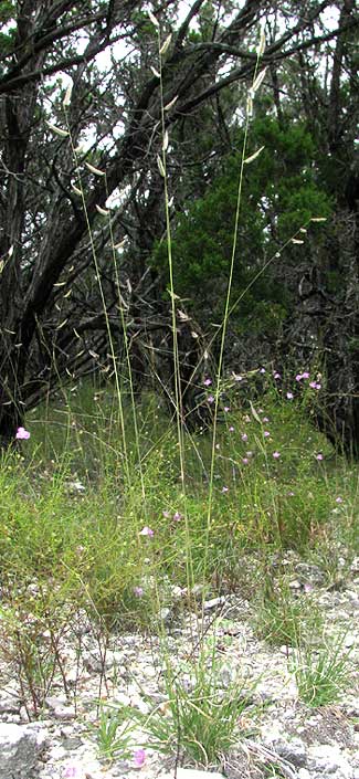 Eyebrow Grass or Tall Grama, BOUTELOUA PECTINATA