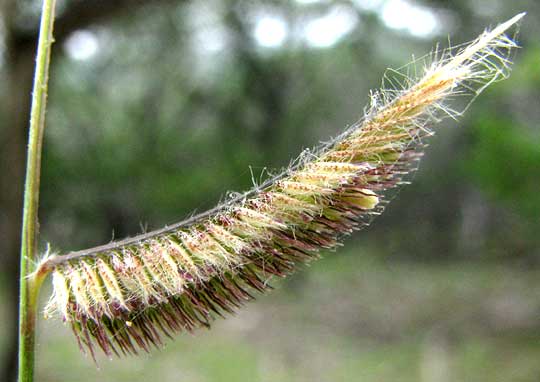 Eyebrow Grass or Tall Grama, BOUTELOUA PECTINATA, inflorescence close-up