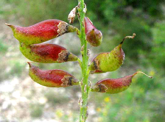 Texas Kidneywood, EYSENHARDTIA TEXANA, fruits