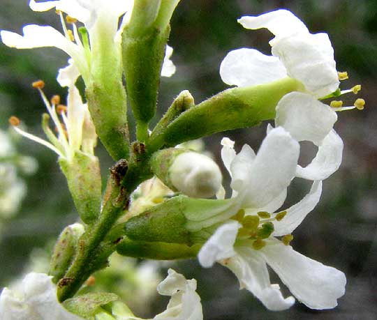 Texas Kidneywood, EYSENHARDTIA TEXANA, flowers