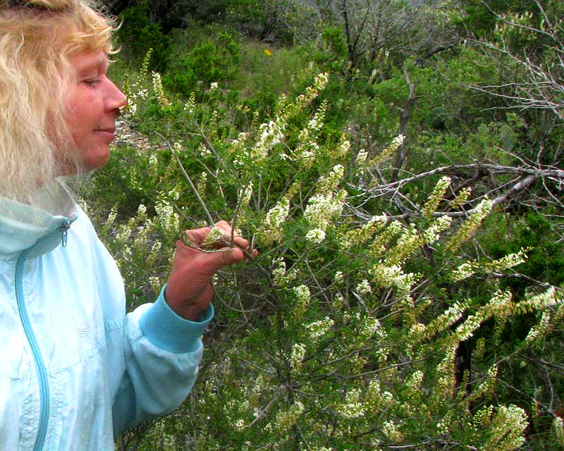 Texas Kidneywood, EYSENHARDTIA TEXANA, flowering