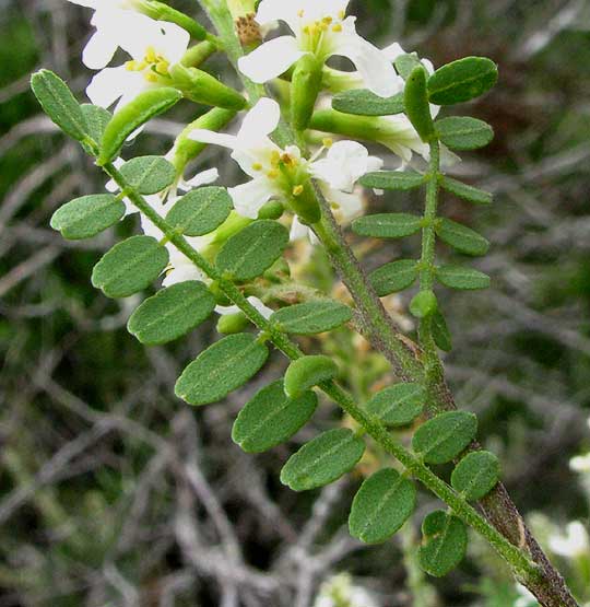 Texas Kidneywood, EYSENHARDTIA TEXANA, leaf