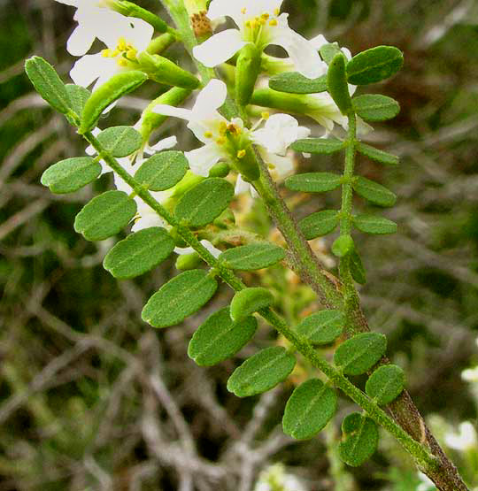 Texas Kidneywood, EYSENHARDTIA TEXANA, leaf