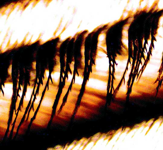Microscopic view of hooks on barbules of Wild Turkey feather