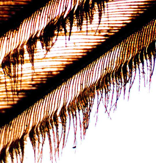 Microscopic view of barbs and barbules on Wild Turkey feather