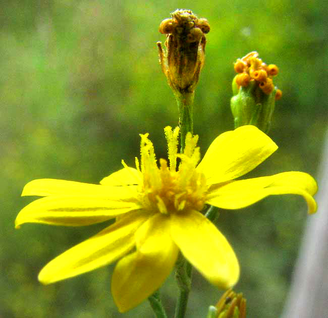 Texas Snakeweed, GUTIERREZIA TEXANA, flower head