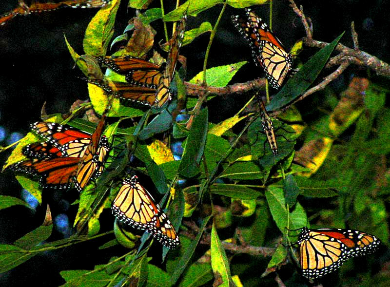 MONARCH BUTTERFLIES MIGRATING THROUGH TEXAS 