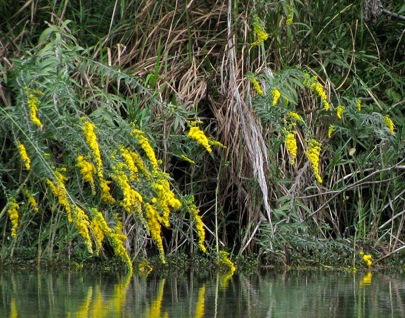 Julia's Goldenrod, SOLIDAGO JULIAE