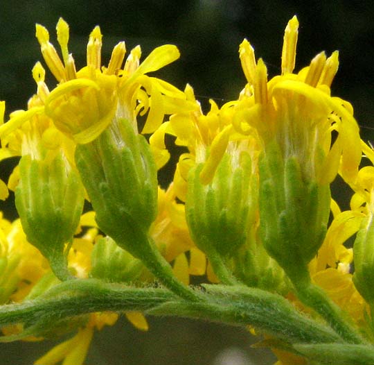 Julia's Goldenrod, SOLIDAGO JULIAE, flowering head showing hairy rachis