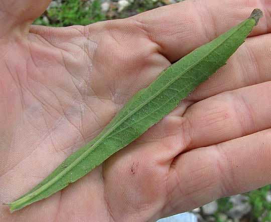 Julia's Goldenrod, SOLIDAGO JULIAE, leaf