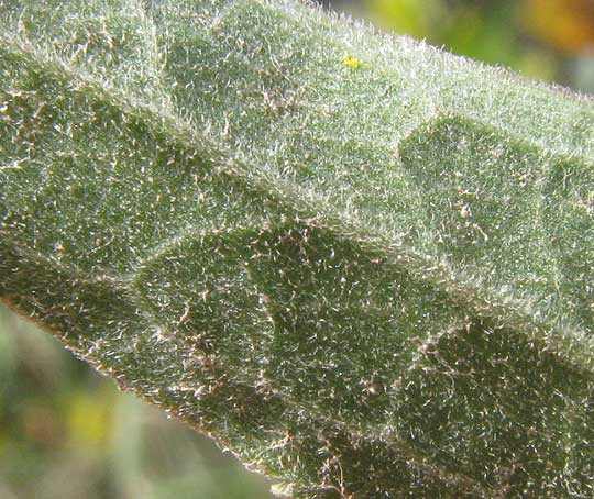 Julia's Goldenrod, SOLIDAGO JULIAE, hairs on leaf undersurface