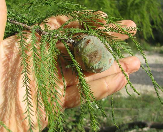 Baldcypress, TAXODIUM DISTICHUM, cone fruit