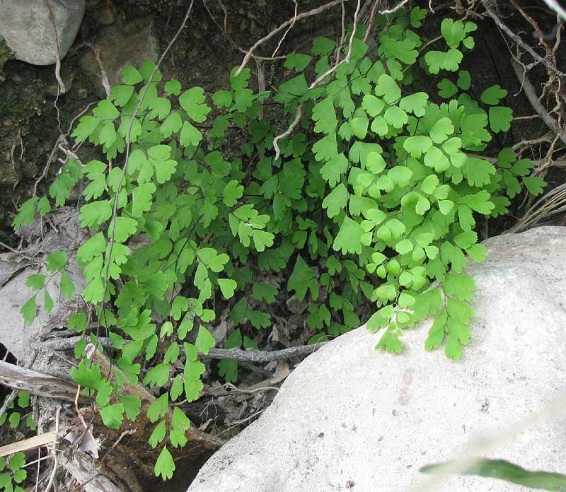 Venus's-Hair Fern, ADIANTUM CAPILLUS-VENERIS