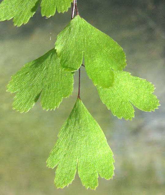 Venus's-Hair Fern, ADIANTUM CAPILLUS-VENERIS, close-up of pinnae