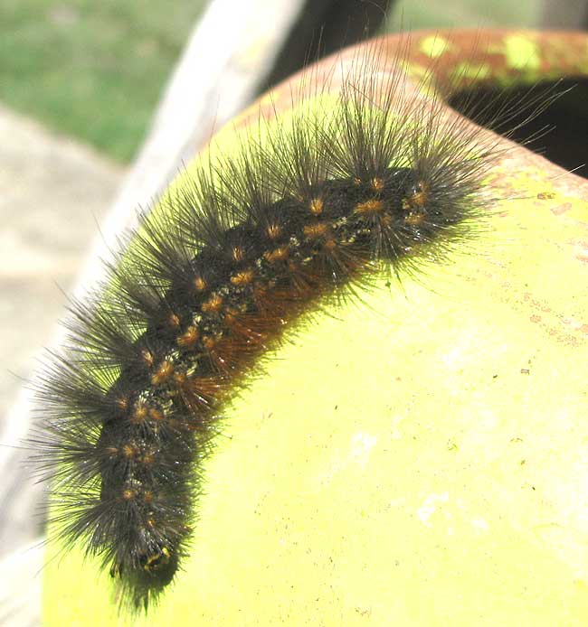 Salt Marsh Caterpillar, ESTIGMENE ACREA