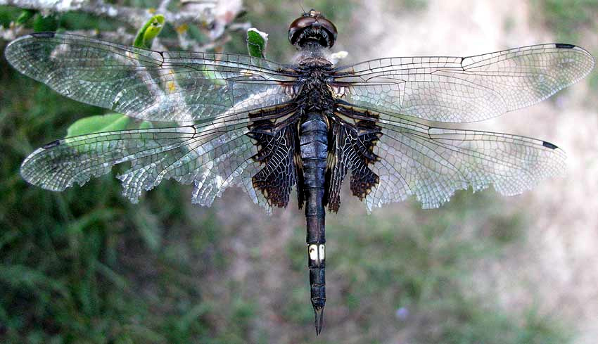 Black Saddlebags, TRAMEA LACERATA