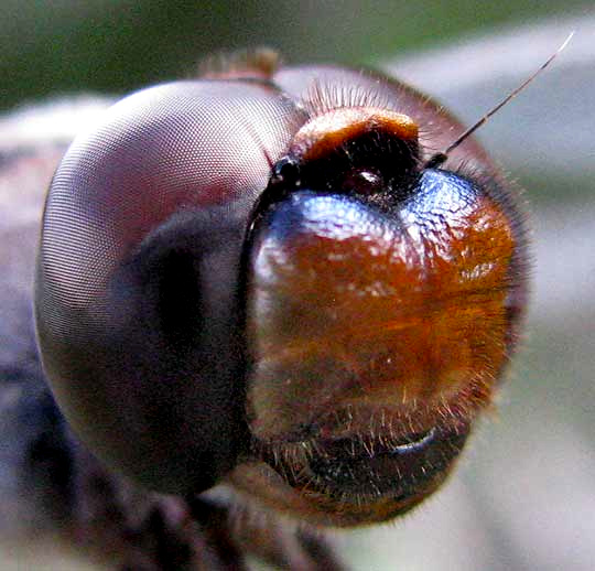 Black Saddlebags, TRAMEA LACERATA, face of female