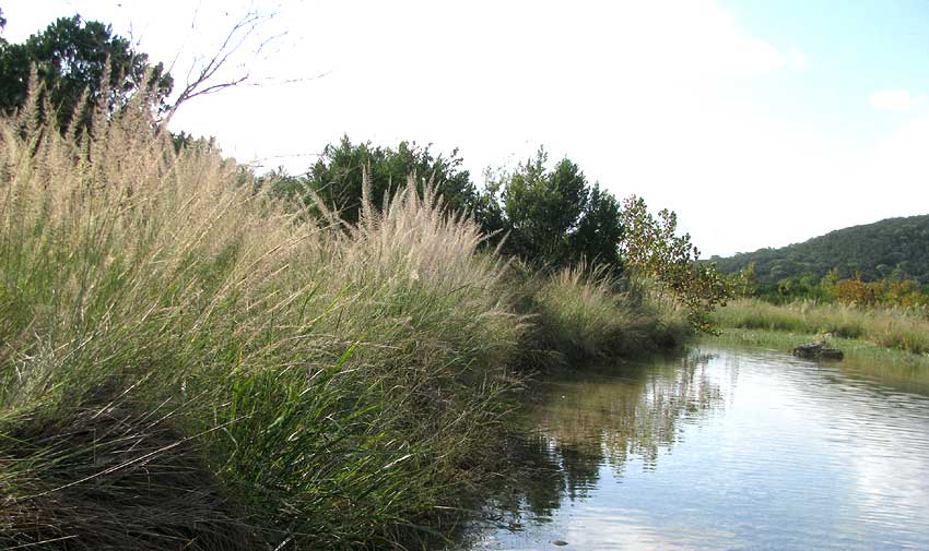 Big Muhly, MUHLENBERGIA LINDHEIMERI, habitat