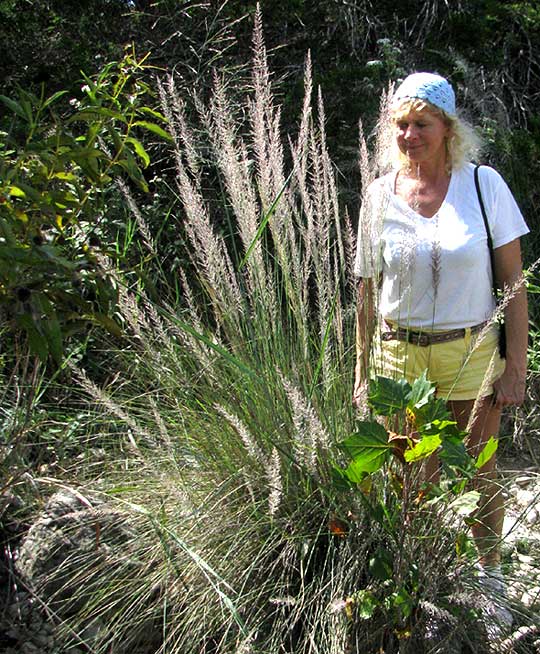 Big Muhly, MUHLENBERGIA LINDHEIMERI