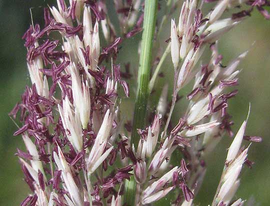 Big Muhly, MUHLENBERGIA LINDHEIMERI, close-up of spikelets