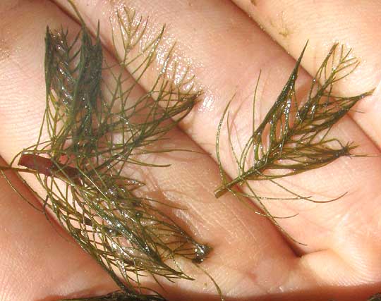 Variable-leaf Watermilfoil, MYRIOPHYLLUM HETEROPHYLLUM, detached leaves