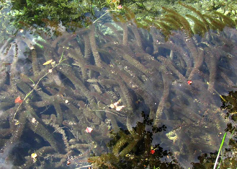 Variable-leaf Watermilfoil, MYRIOPHYLLUM HETEROPHYLLUM