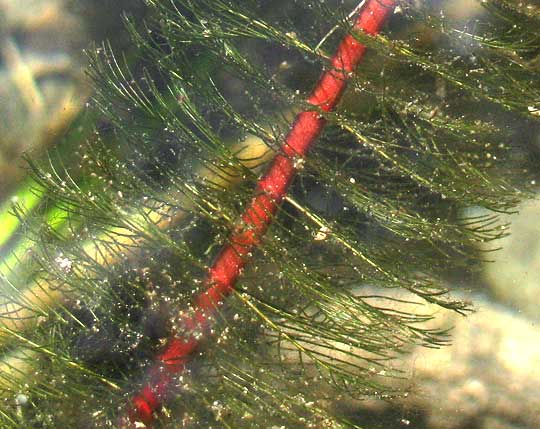 Variable-leaf Watermilfoil, MYRIOPHYLLUM HETEROPHYLLUM, close-up showing stem with whorled leaves