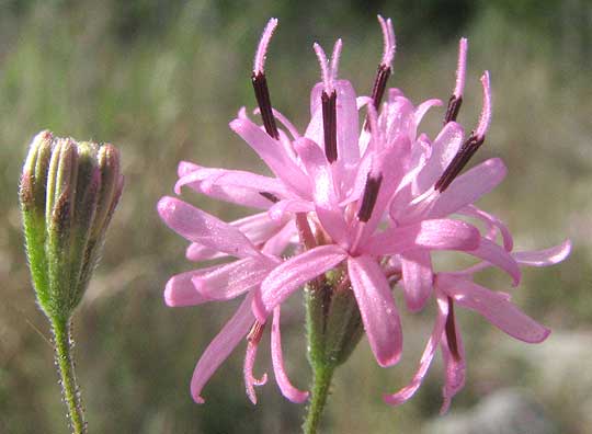 Small Palafoxia, PALAFOXIA CALLOSA, flowering head