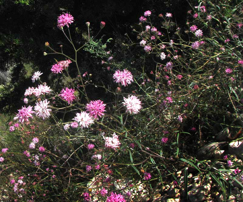 Small Palafoxia, PALAFOXIA CALLOSA