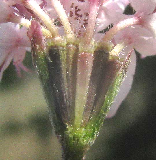 Small Palafoxia, PALAFOXIA CALLOSA, broken-open head showing pappus scales atop achenes
