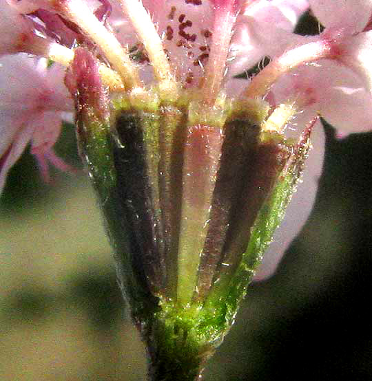 Small Palafoxia, PALAFOXIA CALLOSA, broken-open head showing pappus scales atop achenes