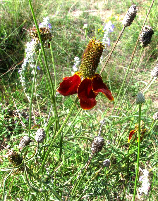 Redspike Mexican Hat, RATIBIDA COLUMNIFERA