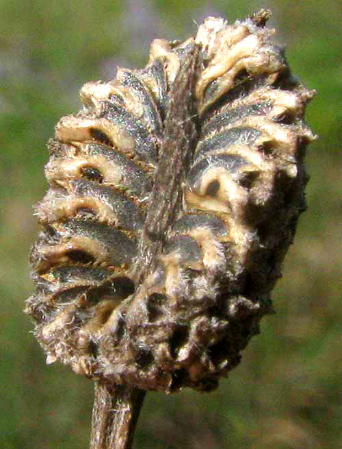 Redspike Mexican Hat, RATIBIDA COLUMNIFERA, fruiting head open to reveal achenes