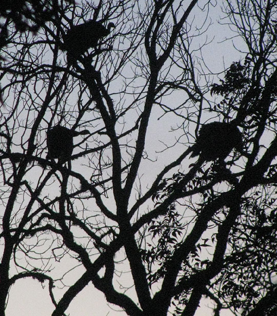 Wild Turkey, Meleagris gallopavo, going to roost