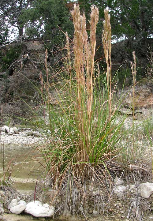 Bushy or Brushy Bluestem, ANDROPOGON GLOMERATUS