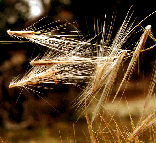 Bushy or Brushy Bluestem, ANDROPOGON GLOMERATUS, fruit close-up