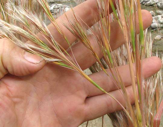 Bushy or Brushy Bluestem, ANDROPOGON GLOMERATUS, panicle close-up